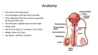 TESTICULAR TUMORnkjhuiu7yhhiguiyu7y7S.pptx