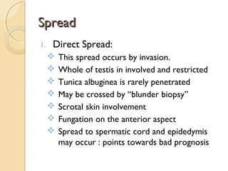 SpreadSpread
1. Direct Spread:
 This spread occurs by invasion.
 Whole of testis in involved and restricted
 Tunica albuginea is rarely penetrated
 May be crossed by “blunder biopsy”
 Scrotal skin involvement
 Fungation on the anterior aspect
 Spread to spermatic cord and epidedymis
may occur : points towards bad prognosis
 