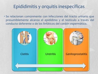 Epididimitis y orquitis inespecíficas
• Una vez afectado el epidídimo, la infección se extiende hasta el
testículo, donde ...