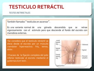 TESTICULO RETRÁCTIL
TESTES RETRÁCTILES
•Se considera que el testículo retráctil se
eleva desde el escroto por un músculo
cremáster hiperreactivo: frío, temor,
dolor.
• Fracaso de la fijación completa del polo
inferior testicular al escroto mediante el
gubernaculum testi .
También llamados “ testículos en ascensor”.
Es una variante normal de una gónada descendida que se retrae
vigorosamente con el estimulo pero que desciende al fondo del escroto con
maniobras externas.
 