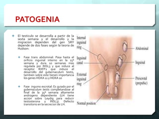 PATOGENIA
 El testiculo se desarrolla a partir de la
sexta semana y el desarrollo y la
migracion dependen del gen SRY
depende de dos fases según la teoria de
Hudson:
 Fase trans abdominal: Pasa hasta el
orificio inguinal interno en la 15ª
semana y dura 10 semanas mas
regulada por INSL3 y que induce al
receptor RXFP2 que induce el
desarrollo del gubernaculum testis,
tambien sobre este tienen importancia
los genes HOXA 11 y HOXA 10
 Fase inguino escrotal: Es guiado por el
gubernaculum testis completandose al
final de la 35ª semana altamente
androgeno dependiente (LH tiene
accion sobre Leydig para reducir
testosterona y INSL3). Defecto
transitorio en la secrecion de LH.
 