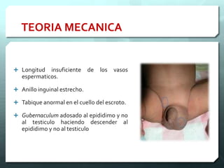 TEORIA MECANICA
 Longitud insuficiente de los vasos
espermaticos.
 Anillo inguinal estrecho.
 Tabique anormal en el cuello del escroto.
 Gubernaculum adosado al epididimo y no
al testiculo haciendo descender al
epididimo y no al testiculo
 