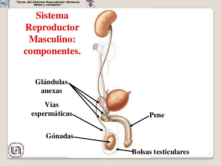 Porque Os Testículos Ficam Na Parte Externa Do Sistema Masculino