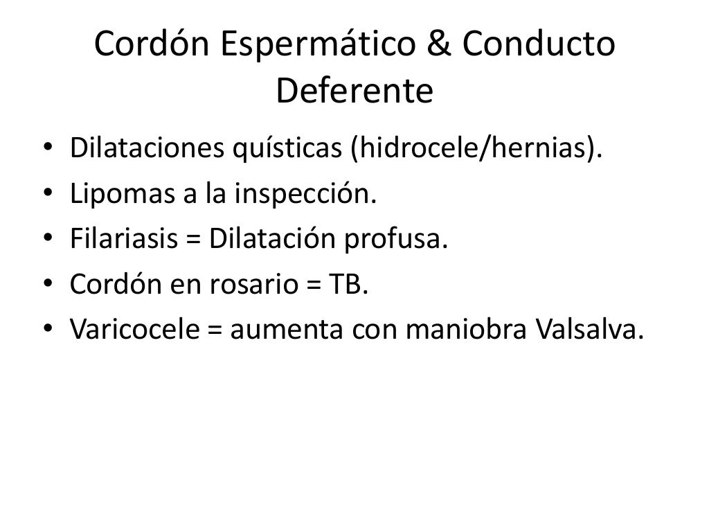 Testiculos túnica testicular