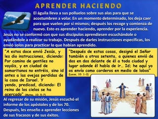 El águila lleva a sus polluelos sobre sus alas para que se
                acostumbren a volar. En un momento determinado, los deja caer
                para que vuelen por sí mismos; después los recoge y comienza de
                nuevo. Esto es aprender haciendo, aprender por la experiencia.
Jesús no se conformó con que sus discípulos aprendiesen escuchándole o
ayudándole a realizar su trabajo. Después de darles instrucciones específicas, los
envió solos para practicar lo que habían aprendido.
“A estos doce envió Jesús, y        “Después de estas cosas, designó el Señor
les dio instrucciones, diciendo:    también a otros setenta, a quienes envió de
Por camino de gentiles no           dos en dos delante de él a toda ciudad y
vayáis, y en ciudad de              lugar adonde él había de ir… Id; he aquí yo
samaritanos no entréis, sino id     os envío como corderos en medio de lobos”
antes a las ovejas perdidas de      (Lucas, 10: 1-3)

la casa de Israel. Y
yendo, predicad, diciendo: El
reino de los cielos se ha
acercado” (Mateo, 10: 5-7)
Al regresar de su misión, Jesús escuchó el
informe de los apóstoles y de los 70.
Después, les enseño a aprender lecciones
de sus fracasos y de sus éxitos.
 