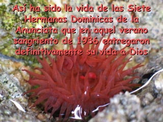 Así ha sido la vida de las SieteAsí ha sido la vida de las Siete
Hermanas Dominicas de laHermanas Dominicas de la
Anunciata que en aquel veranoAnunciata que en aquel verano
sangriento de 1936 entregaronsangriento de 1936 entregaron
definitivamente su vida a Diosdefinitivamente su vida a Dios
 