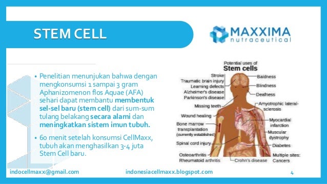 indocellmaxx@gmail.com
STEM CELL
• Penelitian menunjukan bahwa dengan
mengkonsumsi 1 sampai 3 gram
Aphanizomenon flos Aqua...