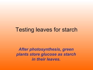 Testing leaves for starch After photosynthesis, green plants store glucose as starch in their leaves. 