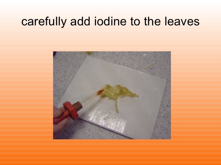Testing A Leaf For Starch