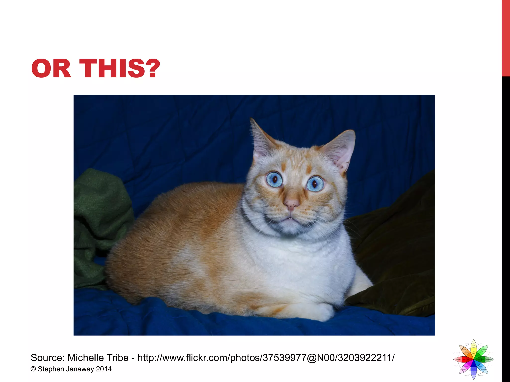 OR THIS?
Source: Michelle Tribe - http://www.flickr.com/photos/37539977@N00/3203922211/
© Stephen Janaway 2014
 