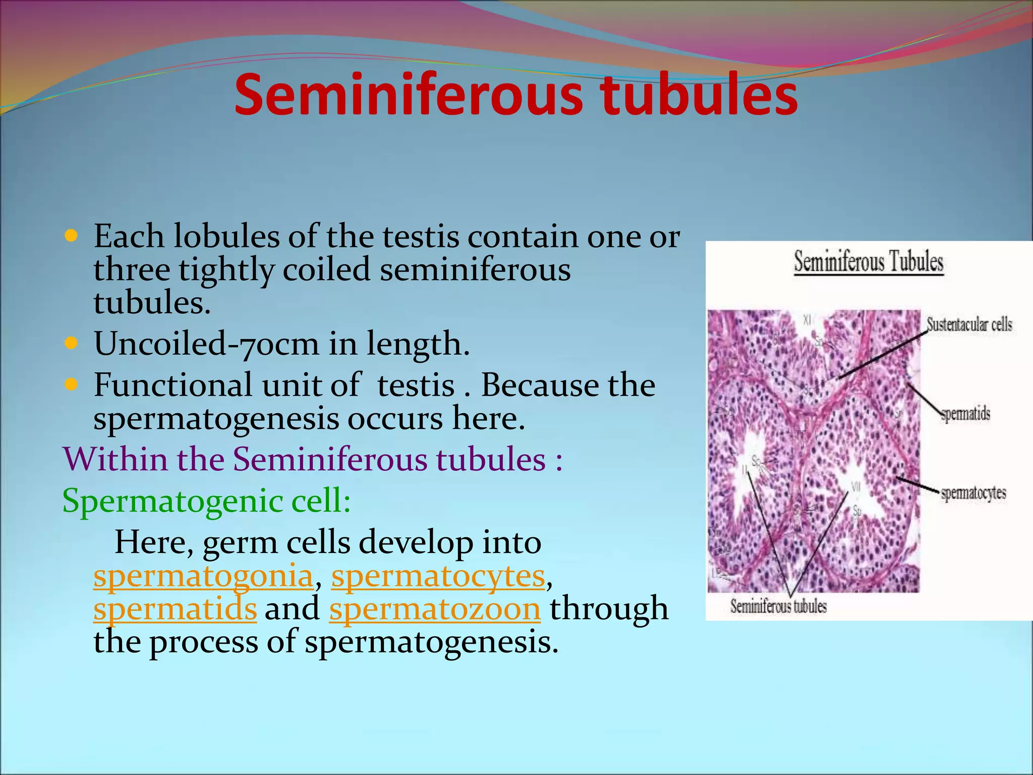Seminiferous tubules
 Each lobules of the testis contain one or
three tightly coiled seminiferous
tubules.
 Uncoiled-70cm in length.
 Functional unit of testis . Because the
spermatogenesis occurs here.
Within the Seminiferous tubules :
Spermatogenic cell:
Here, germ cells develop into
spermatogonia, spermatocytes,
spermatids and spermatozoon through
the process of spermatogenesis.
 