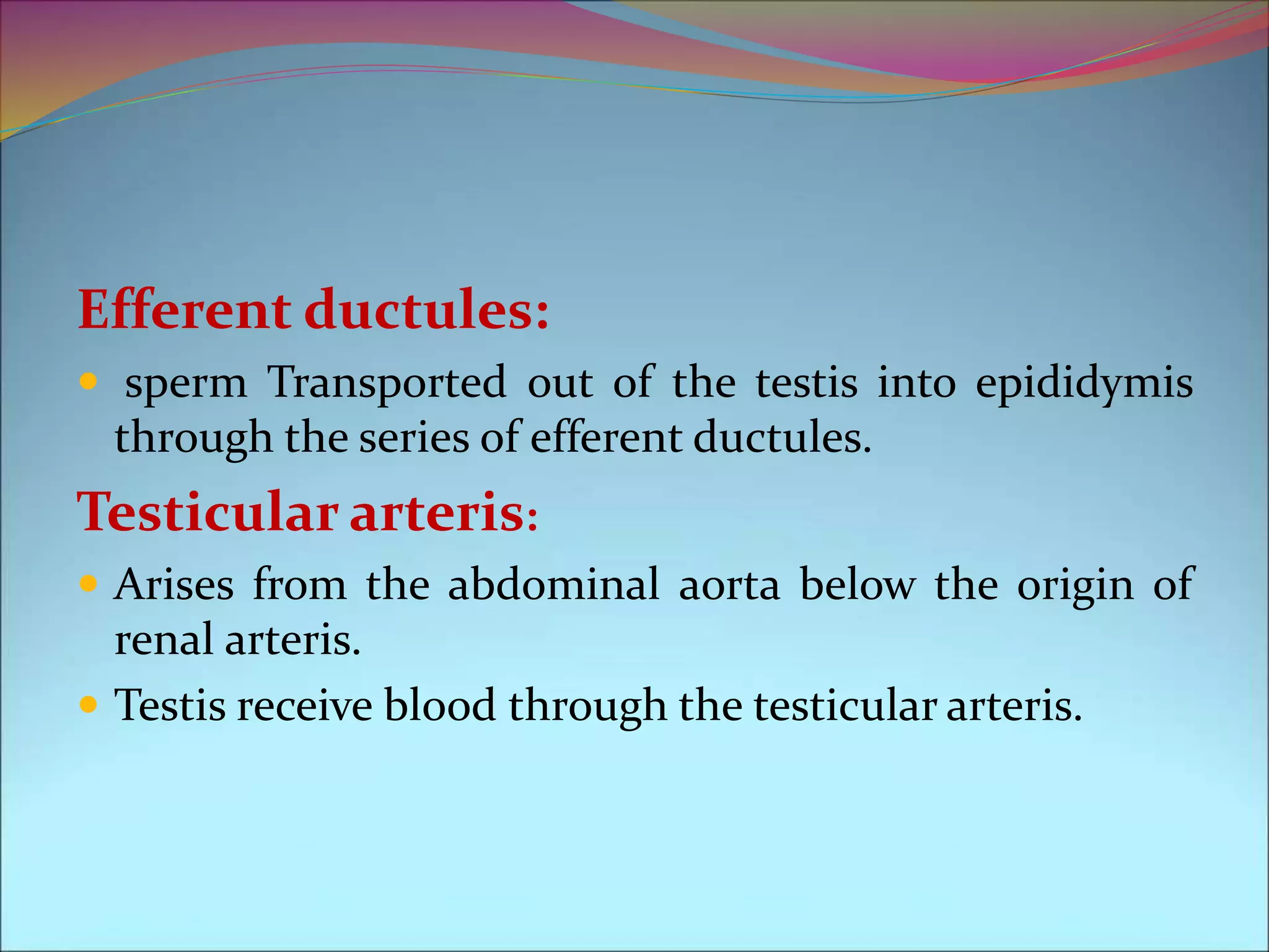 Efferent ductules:
 sperm Transported out of the testis into epididymis
through the series of efferent ductules.
Testicular arteris:
 Arises from the abdominal aorta below the origin of
renal arteris.
 Testis receive blood through the testicular arteris.
 