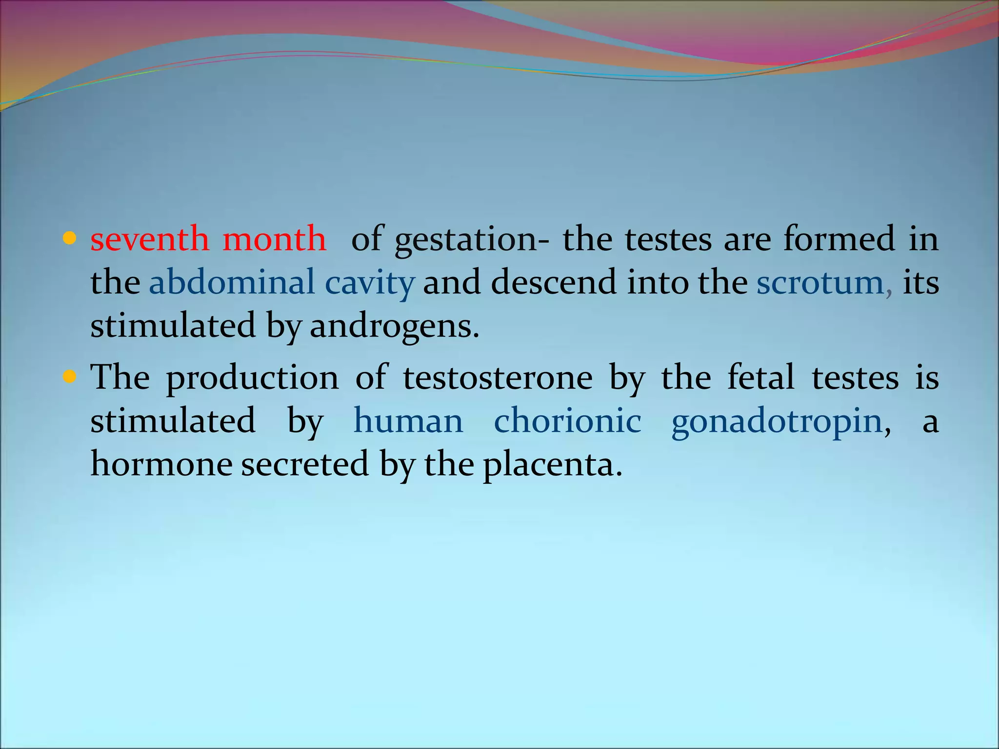  seventh month of gestation- the testes are formed in
the abdominal cavity and descend into the scrotum, its
stimulated by androgens.
 The production of testosterone by the fetal testes is
stimulated by human chorionic gonadotropin, a
hormone secreted by the placenta.
 