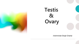 Testis
&
Ovary
-Arshminder Singh Chahal
 