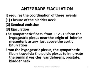 ANTEGRADE EJACULATION
It requires the coordination of three events
(1) Closure of the bladder neck
(2) Seminal emission
(3) Ejaculation
The sympathetic fibers from T12 - L3 form the
hypogastric plexus near the origin of inferior
mesenteric artery just above the aortic
bifurcation
From the hypogastric plexus, the sympathetic
fibers travel via the pelvic plexus to innervate
the seminal vesicles, vas deferens, prostate,
bladder neck
11
Dept of Urology, GRH and KMC, Chennai.
 