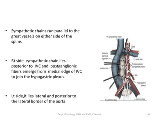 • Sympathetic chains run parallel to the
great vessels on either side of the
spine.
• Rt side sympathetic chain lies
posterior to IVC and postganglionic
fibers emerge from medial edge of IVC
to join the hypogastric plexus
• Lt side,it lies lateral and posterior to
the lateral border of the aorta
40
Dept of Urology, GRH and KMC, Chennai.
 