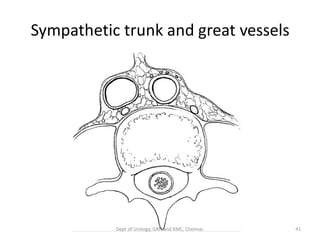 Sympathetic trunk and great vessels
41
Dept of Urology, GRH and KMC, Chennai.
 