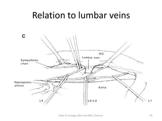 Relation to lumbar veins
44
Dept of Urology, GRH and KMC, Chennai.
 