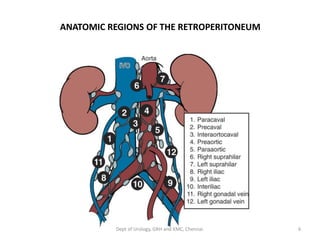 ANATOMIC REGIONS OF THE RETROPERITONEUM
6
Dept of Urology, GRH and KMC, Chennai.
 