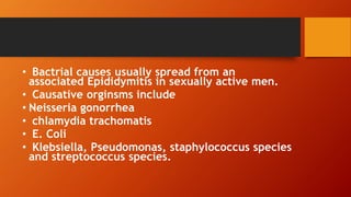 • Bactrial causes usually spread from an
associated Epididymitis in sexually active men.
• Causative orginsms include
• Neisseria gonorrhea
• chlamydia trachomatis
• E. Coli
• Klebsiella, Pseudomonas, staphylococcus species
and streptococcus species.
 
