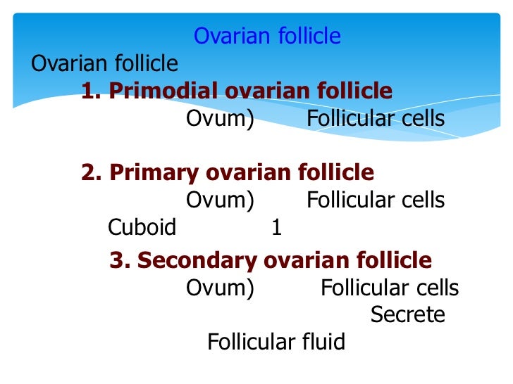 Testes And Ovaries Slides