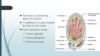  The testis is covered by
layers of scrotum.
 In addition it is also covered
by here its own coats.
 From outside to inside ,
 Tunica vaginalis
 Tunica albuginea
 Tunica vasculosa
 