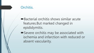 Orchitis.
Bacterial orchitis shows similar acute
features.But marked changed in
epididymitis.
Severe orchitis may be associated with
ischemia and infarction with reduced or
absent vascularity.
 