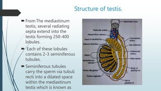 Structure of testis.
From The mediastinum
testis, several radiating
septa extend into the
testis forming 250-400
lobules.
 Each of these lobules
contains 2-3 seminiferous
tubules.
Seminiferous tubules
carry the sperm via tubuli
recti into a dilated space
within the mediastinum
testis which is known as
 