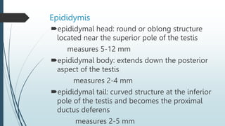 Epididymis
epididymal head: round or oblong structure
located near the superior pole of the testis
measures 5-12 mm
epididymal body: extends down the posterior
aspect of the testis
measures 2-4 mm
epididymal tail: curved structure at the inferior
pole of the testis and becomes the proximal
ductus deferens
measures 2-5 mm
 