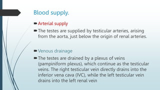 Blood supply.
Arterial supply
The testes are supplied by testicular arteries, arising
from the aorta, just below the origin of renal arteries.
Venous drainage
The testes are drained by a plexus of veins
(pampiniform plexus), which continue as the testicular
veins. The right testicular vein directly drains into the
inferior vena cava (IVC), while the left testicular vein
drains into the left renal vein
 