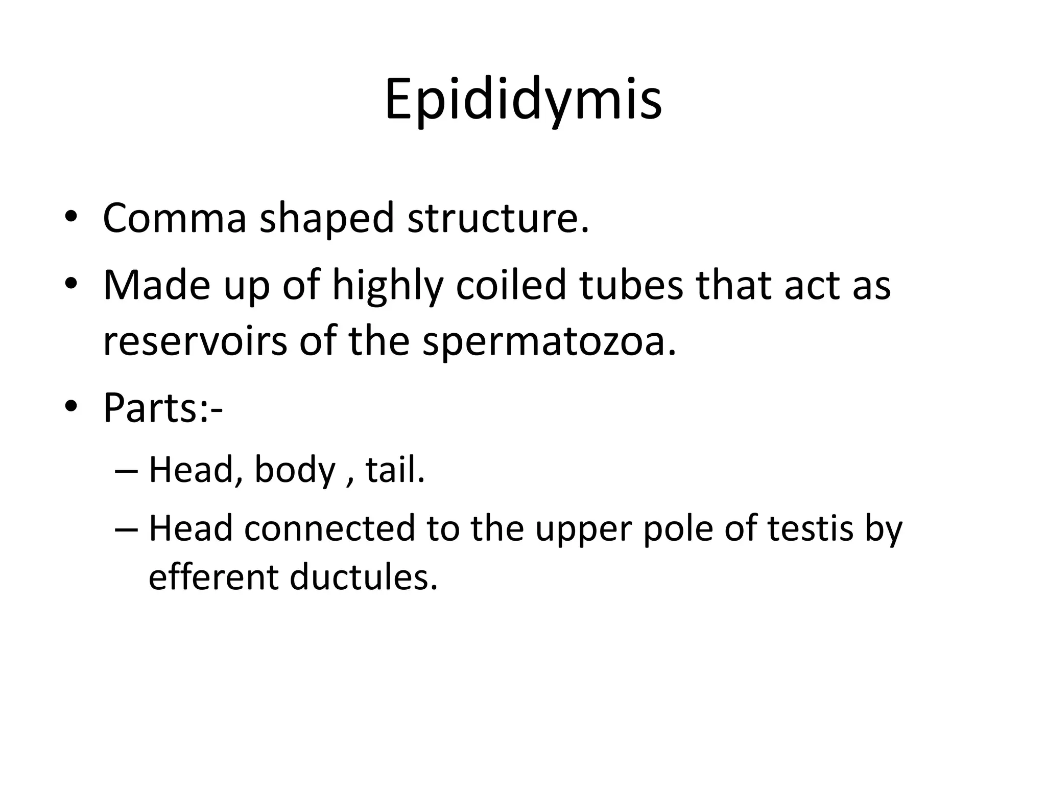 Epididymis
• Comma shaped structure.
• Made up of highly coiled tubes that act as
reservoirs of the spermatozoa.
• Parts:-
– Head, body , tail.
– Head connected to the upper pole of testis by
efferent ductules.
 