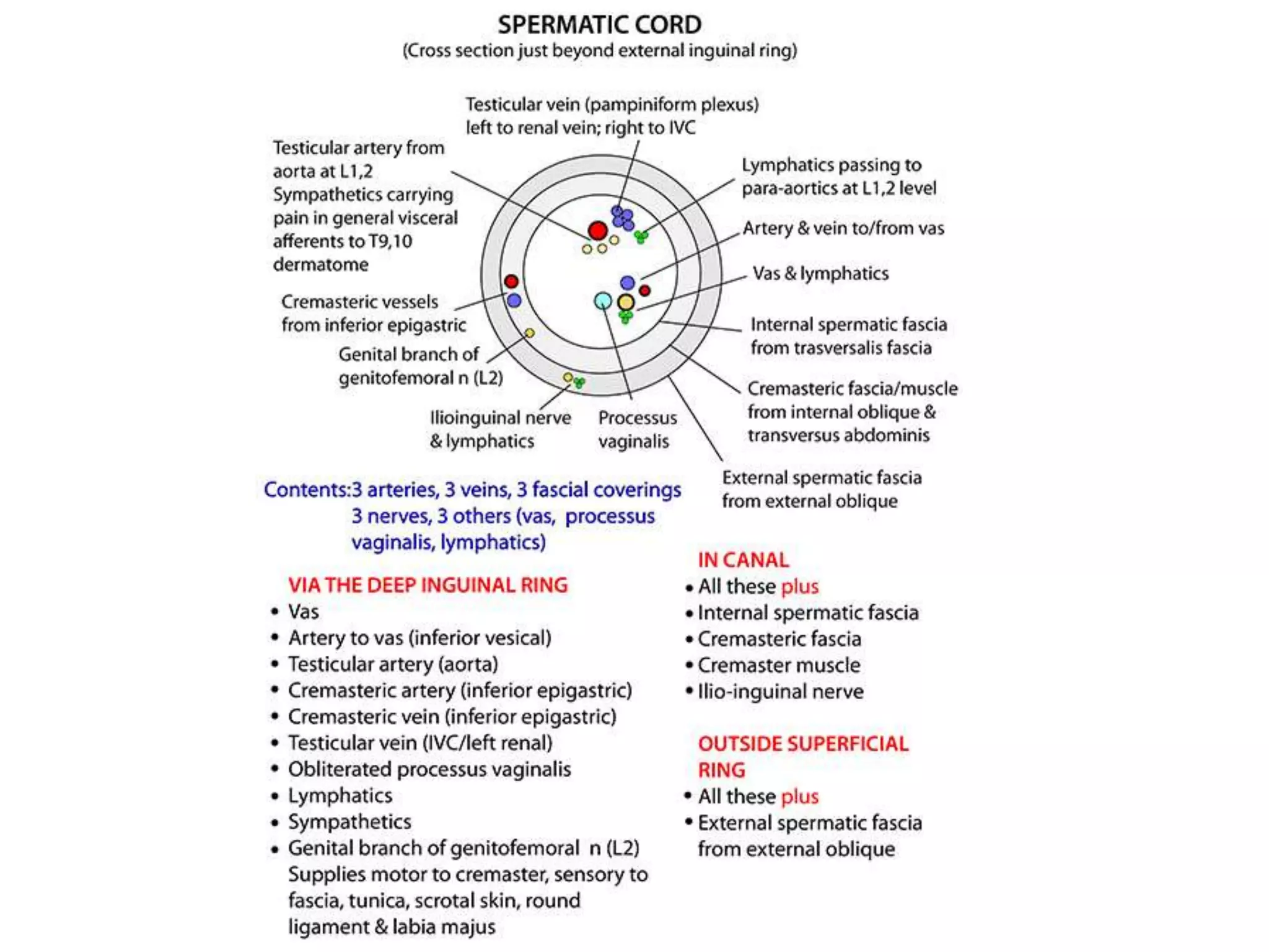 Testis & spermatic cord