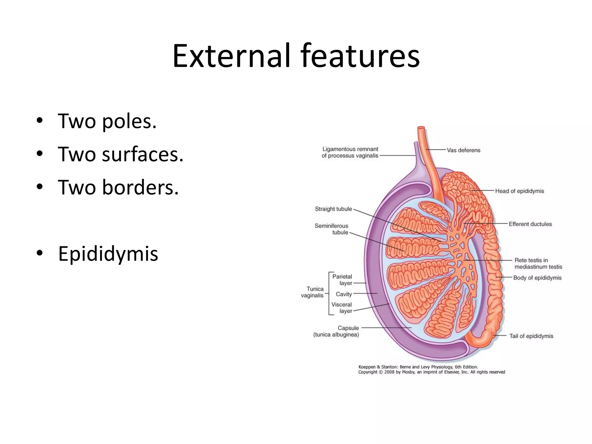 External features
• Two poles.
• Two surfaces.
• Two borders.
• Epididymis
 