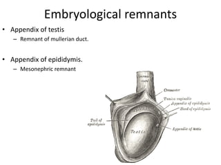 Embryological remnants
• Appendix of testis
– Remnant of mullerian duct.
• Appendix of epididymis.
– Mesonephric remnant
 