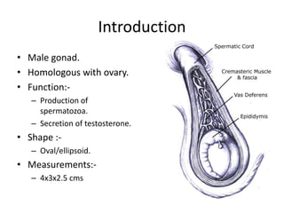Introduction
• Male gonad.
• Homologous with ovary.
• Function:-
– Production of
spermatozoa.
– Secretion of testosterone.
• Shape :-
– Oval/ellipsoid.
• Measurements:-
– 4x3x2.5 cms
 