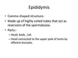 Epididymis
• Comma shaped structure.
• Made up of highly coiled tubes that act as
reservoirs of the spermatozoa.
• Parts:-
– Head, body , tail.
– Head connected to the upper pole of testis by
efferent ductules.
 