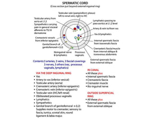 Testis & spermatic cord