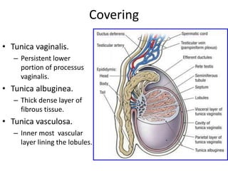Covering
• Tunica vaginalis.
– Persistent lower
portion of processus
vaginalis.
• Tunica albuginea.
– Thick dense layer of
fibrous tissue.
• Tunica vasculosa.
– Inner most vascular
layer lining the lobules.
 
