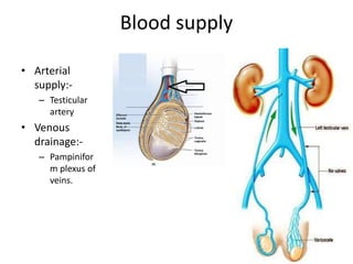 Blood supply
• Arterial
supply:-
– Testicular
artery
• Venous
drainage:-
– Pampinifor
m plexus of
veins.
 