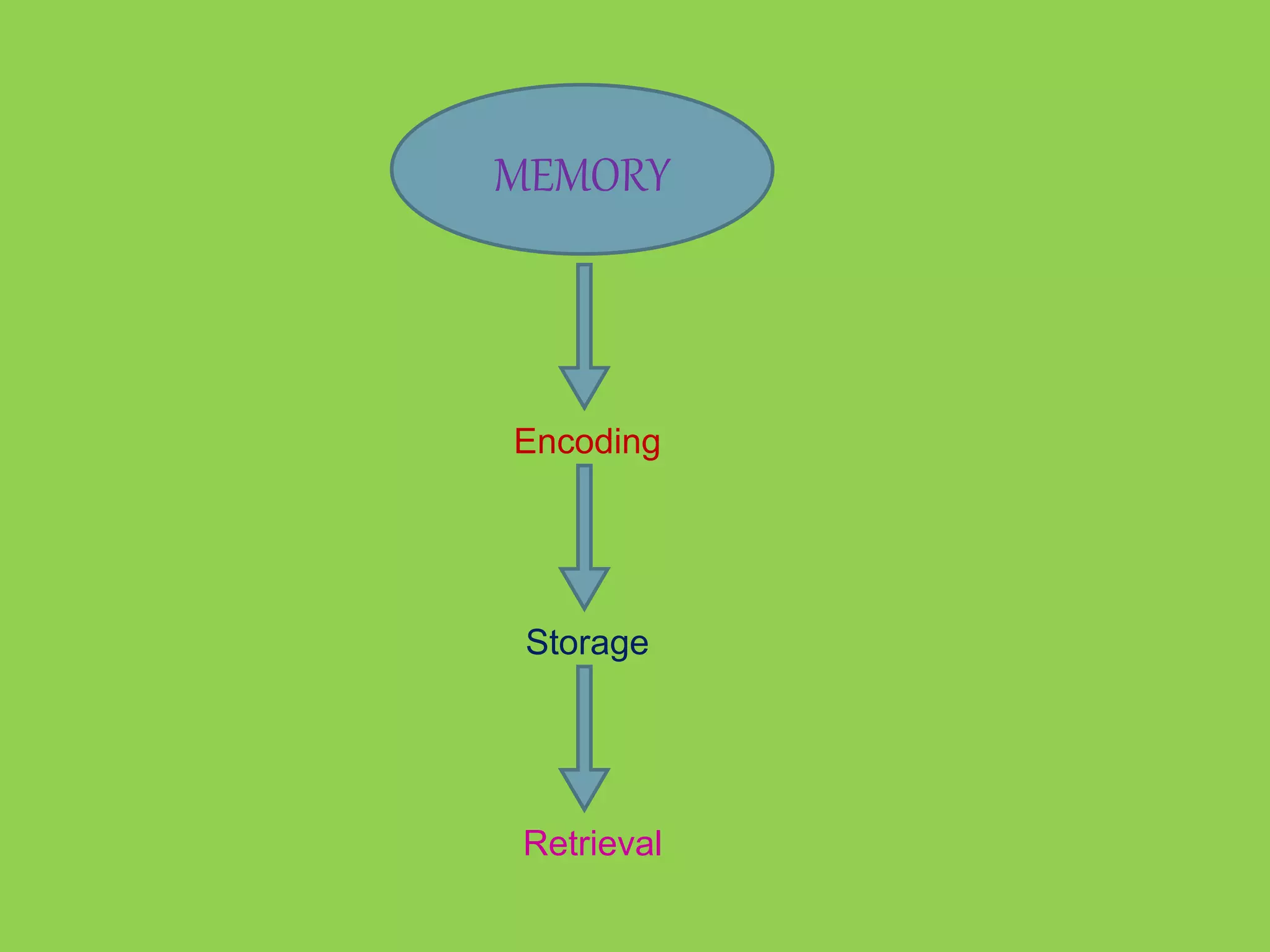 MEMORY 
Encoding 
Storage 
Retrieval 
 