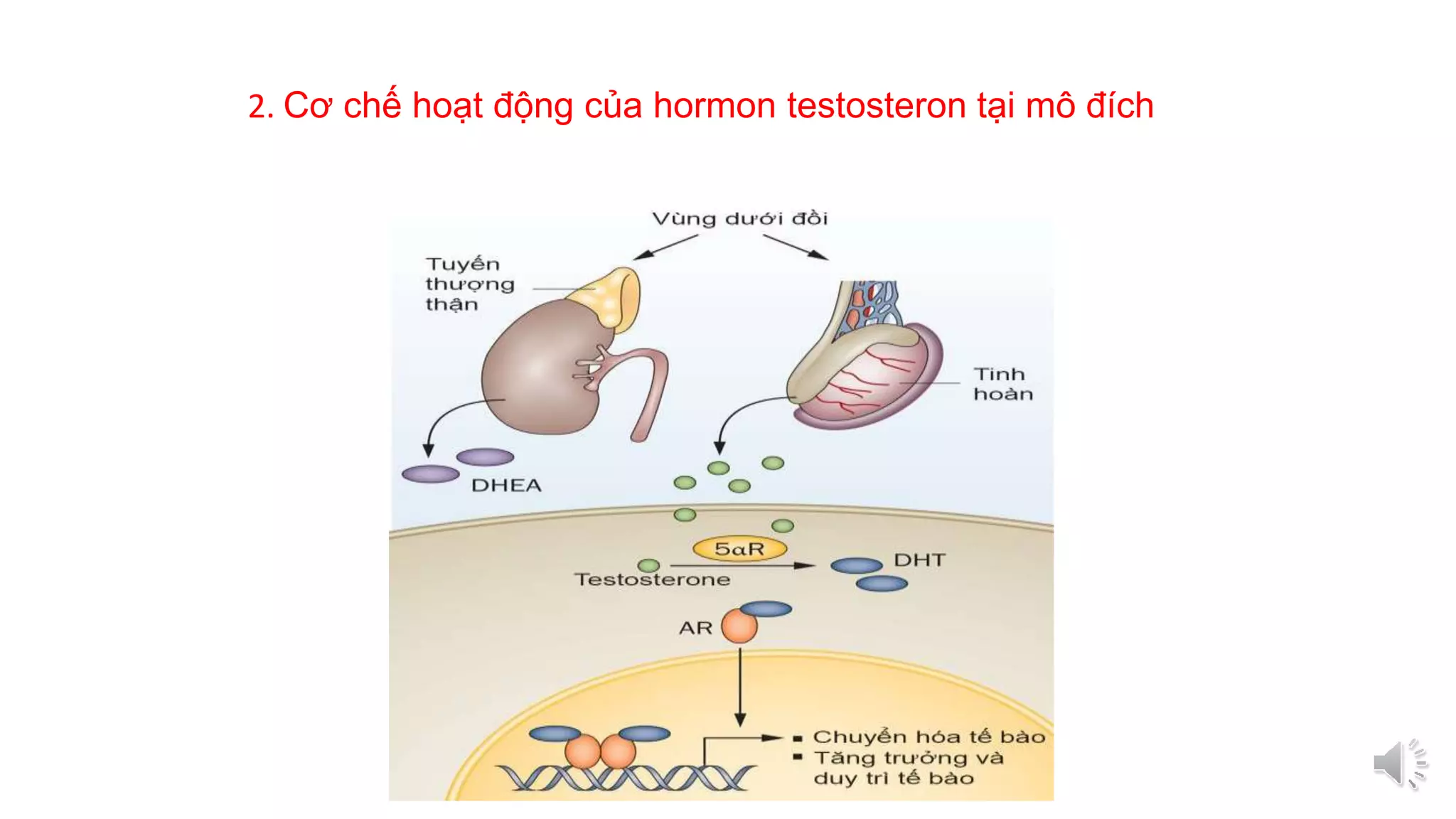 Testosteron Definition Testosteron.pptx