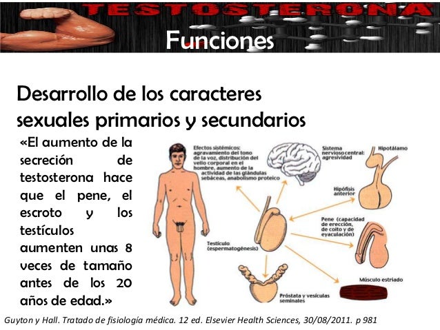 El medio para el aumento de la cabeza del miembro