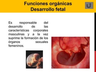 Funciones orgánicas
Desarrollo fetal
Es responsable del
desarrollo de las
características corporales
masculinas y a la vez
suprime la formación de los
órganos sexuales
femeninos.
 