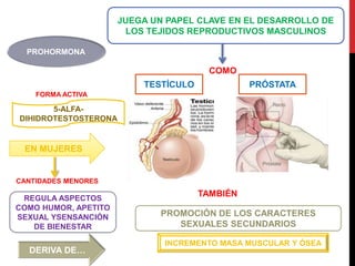 JUEGA UN PAPEL CLAVE EN EL DESARROLLO DE
LOS TEJIDOS REPRODUCTIVOS MASCULINOS
COMO
TESTÍCULO PRÓSTATA
TAMBIÉN
PROMOCIÓN DE LOS CARACTERES
SEXUALES SECUNDARIOS
INCREMENTO MASA MUSCULAR Y ÓSEA
PROHORMONA
FORMA ACTIVA
5-ALFA-
DIHIDROTESTOSTERONA
EN MUJERES
REGULA ASPECTOS
COMO HUMOR, APETITO
SEXUAL YSENSANCIÓN
DE BIENESTAR
CANTIDADES MENORES
DERIVA DE…
 