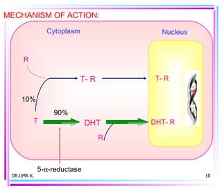 DR.UMA K. MECHANISM OF ACTION: T DHT DHT- R T- R R R T- R Nucleus 90% 10% 5-  -reductase Cytoplasm  