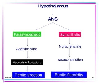 DR.UMA K. Parasympathetic Sympathetic Acetylcholine Noradrenaline Hypothalamus ANS Muscarinic Receptors vasoconstriction Penile flaccidity Penile erection 