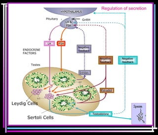 DR.UMA K. Testes Leydig Cells Sertoli Cells Negative  feedback Estradiol  Inhibin  Negative  feedback FSH Negative  feedback Testosterone LH LH & FSH  HYPOTHALAMUS ENDOCRINE  FACTORS Pituitary  GnRH Regulation of secretion 
