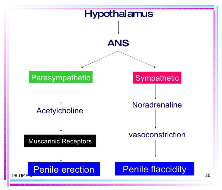 Viagra vasoconstriction