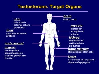 Testosterone: Target Organs brain libido, mood skin hair growth, balding, sebum production muscle increase in strength and volume   liver synthesis of serum proteins kidney stimulation of erythropoietin production male sexual organs penile growth spermatogenesis prostate growth and function bone marrow stimulation of stem cells bone accelerated linear growth closure of epiphyses 