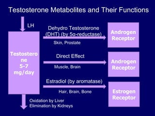 Testosterone Metabolites and Their Functions Testosterone 5-7 mg/day Androgen Receptor Androgen Receptor Estrogen Receptor Dehydro Testosterone (DHT) (by 5 α -reductase) Estradiol (by aromatase) Direct Effect LH Oxidation by Liver Elimination by Kidneys Skin, Prostate Hair, Brain, Bone Muscle, Brain 